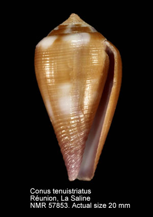 Conus tenuistriatus.jpg - Conus tenuistriatusG.B.Sowerby,1858